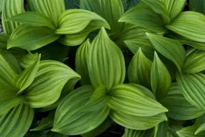 Liliaceae Prints: False hellebores (Veratrum sp) Triglav National Park, Julian Alps, Slovenia, July 2009