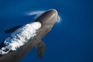 False killer whale (Pseudorca crassidens) just below surface exhaling as it breaks the surface