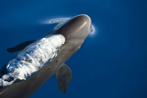 Breathing Prints: False killer whale (Pseudorca crassidens) just below surface exhaling as it breaks the surface