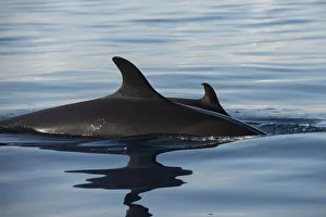 Surface Prints: False killer whales (Pseudorca crassidens) at surface. Tenerife, Canary Islands