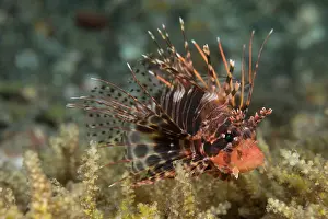 Scorpionfish Prints: False Mombasa lionfish (Pterois paucispinula) portrait, Bali, Pacific Ocean