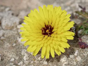 Asterales Prints: False sow thistle (Reichardia tingitana) flowering on arid coastal ground behind a beach