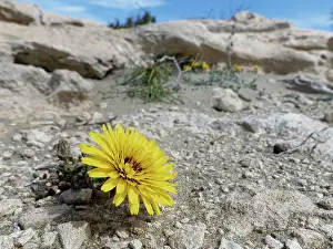 Asterales Prints: False sow thistle (Reichardia tingitana) flowering on arid coastal ground behind a beach