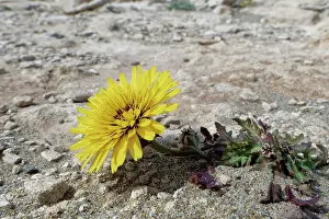 Asterales Prints: False sow thistle (Reichardia tingitana) flowering on arid coastal ground behind a beach