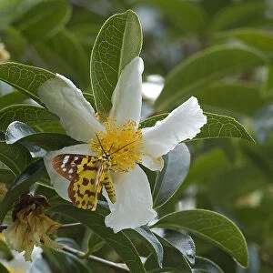 False tiger moth (Dysphania militaris) nectaring on Crapnells camellia (Camellia
