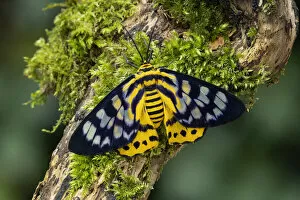 Lepidoptera Gallery: False tiger moth (Dysphania militaris) Isle of Marinduque, Philipines
