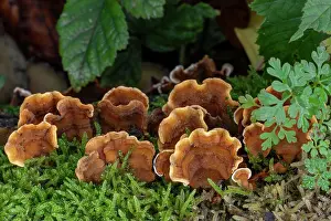 Russulales Prints: False turkey tail (Stereum hirsutum) fungus growing on dead wood in autumn forest