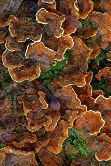 Russulales Prints: False turkey tail (Stereum hirsutum) fungus growing on dead wood in autumn forest