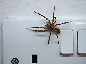 London Prints: False wolf spider (Zoropsis spinimana) on a plug socket inside a house