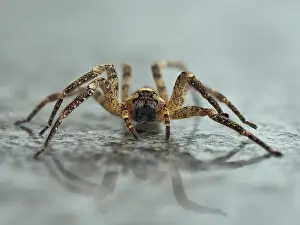 London Prints: False wolf spider (Zoropsis spinimana) portrait
