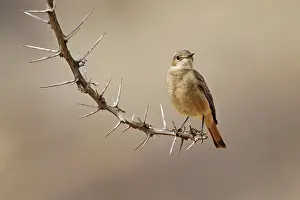 Chat Thrush Prints: Familiar chat (Cercomela familiaris) perched on thorny branch