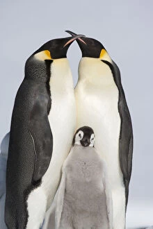 Familiy portrait of Emperor penguin (Aptenodytes forsteri) parents and chick, Snow