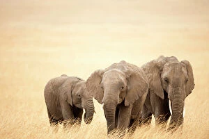 African Elephants Collection: Family of African elephants (Loxodonta africana), Masai Mara National Reserve, Kenya, Africa