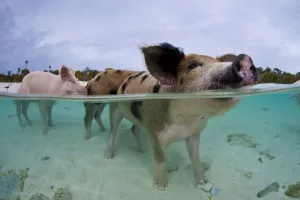 Suids Prints: A family group of domestic pigs (Sus domestica) bathing in the sea. Exuma Cays, Bahamas