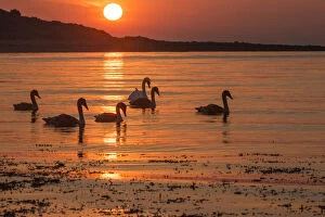 Images Dated 16th August 2016: Family of six Mute swans (Cygnus olor) at sunrise, silhouetted in waters of Lamlash Bay