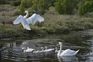 Family of Mute swans (Cygnus olor), Vendeen Marsh, Vendee, France, June