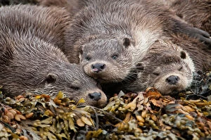 A family of otters rest on the intertidal seaweed. European river otter (Lutra lutra) Shetland