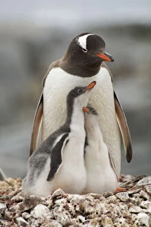 Penguins Collection: Family portrait of Gentoo penguins (Pygoscelis papua) adult with two chicks on the nest