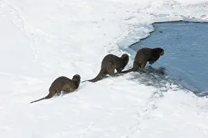 Family of River otters (Lontra canadensis) walking over snow towards river, Yellowstone River, Yellowstone National Park, USA. January
