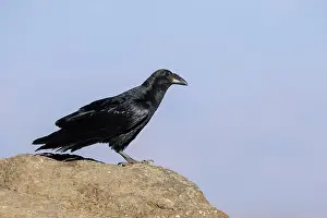 Corvidae Prints: Fan-tailed raven (Corvus rhipidurus) perched on a rock
