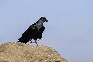 Corvidae Prints: Fan-tailed raven (Corvus rhipidurus) perched on a rock