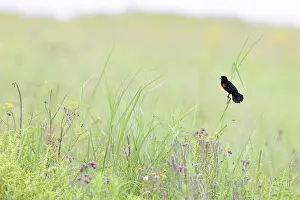 Ploceidae Prints: Fan-tailed widowbird (Euplectes axillaris) male