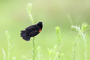 Ploceidae Prints: Fan-tailed widowbird (Euplectes axillaris) male