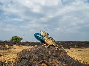 Fan-throated lizard (Sitana ponticeriana) male displaying. Chalkewadi, Maharashtra, India