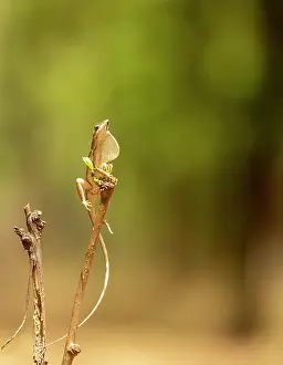 Agamidae Prints: Fan-throated lizard (Sitana ponticeriana) resting on branch