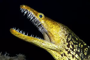 2020 January Highlights Collection: Fangtooth moray (Enchelycore anatina) with open mouth, portrait. Tenerife, Canary Islands