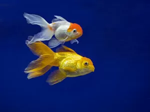 2018 October Highlights Gallery: Fantail goldfish