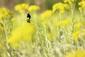 Ploceidae Prints: Fantailed widowbird (Euplectes axillaris) perched among yellow flowers