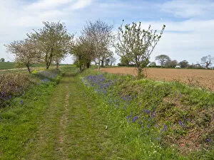 April 2022 highlights Collection: A farm track in spring, Gimingham, Norfolk, UK. May, 2021. Seasons sequence
