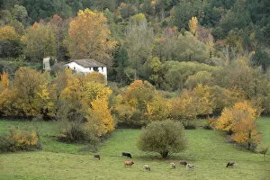 Farmhouse with cows in field. Zona Volcanica de la Garrotxa Natural Park, Gerona, Spain