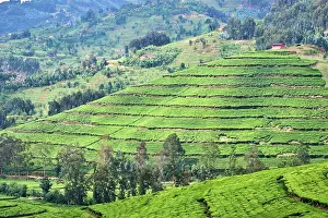 Plantation Prints: Farmland with tea plantation, Gishwati district, Rwanda. March, 2025