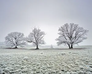 French Oak Prints: Farmland wtih three Oak trees (Quercus robur) covered in frost. Saint Gobain, Picardy