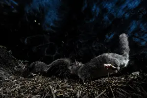 Rodentia Prints: Two Fat dormice (Glis glis) competing for food