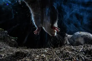 Gliridae Prints: Two Fat dormice (Glis glis) competing for food in forest at night