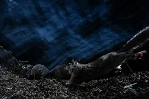 Two Fat dormice (Glis glis) competing for food in forest at night, Mont Avic natural park, Aosta Valley, Alps, Italy. August