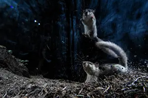 Rodentia Prints: Two Fat dormice (Glis glis) squabbling over food