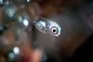 Iridescence Prints: Fat greenling (Hexagrammos otakii) hatchling