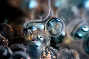 Iridescence Prints: Fat greenling (Hexagrammos otakii) hatchlings emerging from eggs