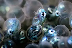 Iridescence Prints: Fat greenling (Hexagrammos otakii) hatchlings emerging from eggs