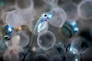 Iridescence Prints: Fat greenling (Hexagrammos otakii) hatchlings emerging from eggs