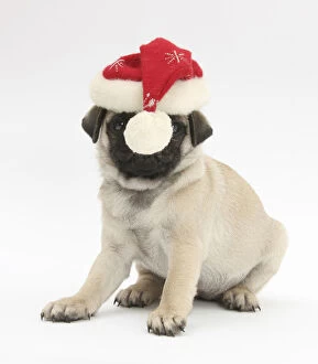 Animal Portrait Gallery: Fawn Pug puppy, 8 weeks, wearing a Father Christmas hat