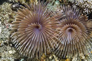 Annelida Gallery: Feather duster worm (Sabellidae) Rinca, Indonesia