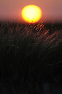 Feather grass (Stipa sp) at sunset in the steppe of Cherniye Zemli (Black Earth) Nature Reserve
