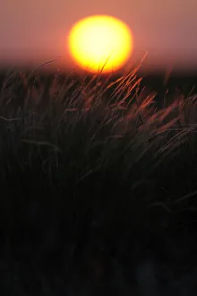 Igor Shpilenok Prints: Feather grass (Stipa sp) at sunset in the steppe of Cherniye Zemli (Black Earth) Nature Reserve