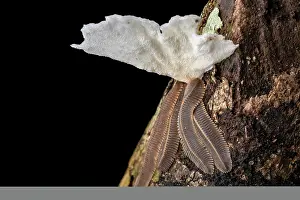 Fungi Prints: Feather millipedes (Platydesmus sp)