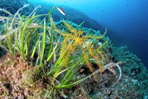 Alismatales Prints: Feather star (Antedon Mediterranea) on Mediterranean tapeweed (Posidonia oceanica)